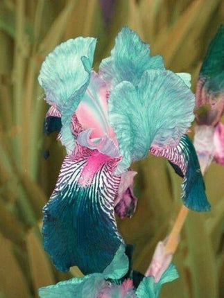 20 Iris Flower Seeds – Rare Mix of Exotic Colors - Seed World