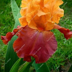 Orange Flame