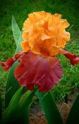 20 Iris Flower Seeds – Rare Mix of Exotic Colors - Seed World