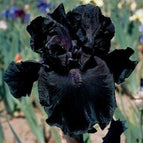 Black - 10 Seeds