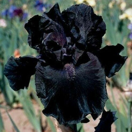 20 Iris Flower Seeds – Rare Mix of Exotic Colors - Seed World