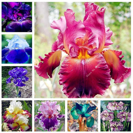 20 Iris Flower Seeds – Rare Mix of Exotic Colors - Seed World