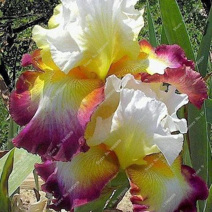 20 Iris Flower Seeds – Rare Mix of Exotic Colors - Seed World