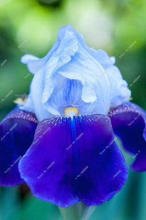 20 Iris Flower Seeds – Rare Mix of Exotic Colors - Seed World
