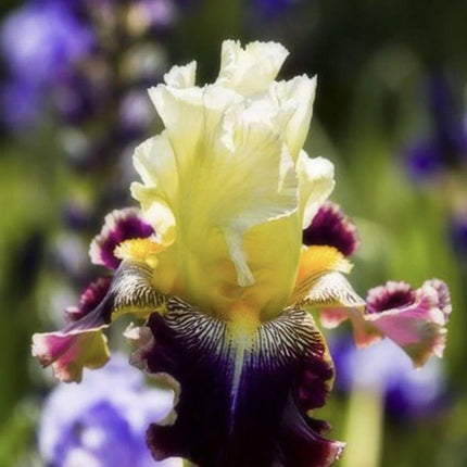 20 Iris Flower Seeds – Rare Mix of Exotic Colors - Seed World