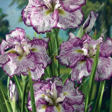 20 Iris Flower Seeds – Rare Mix of Exotic Colors - Seed World