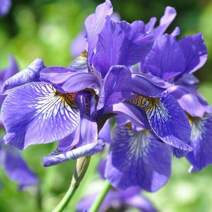 20 Iris Flower Seeds – Rare Mix of Exotic Colors - Seed World