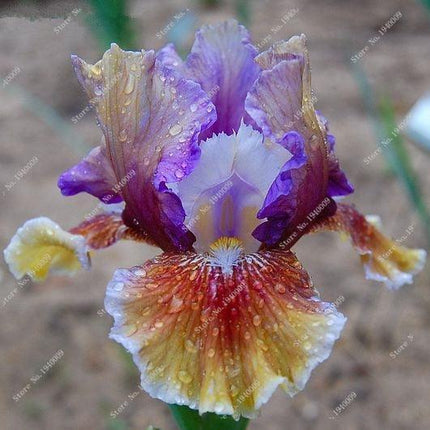 20 Iris Flower Seeds – Rare Mix of Exotic Colors - Seed World
