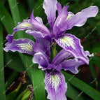 Lilac Green