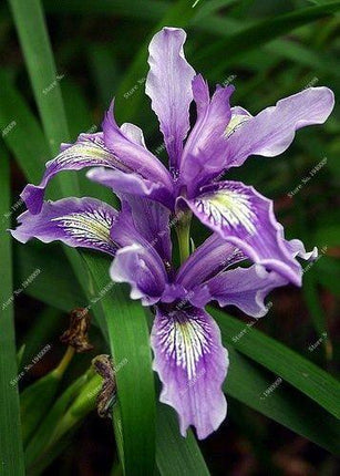20 Iris Flower Seeds – Rare Mix of Exotic Colors - Seed World