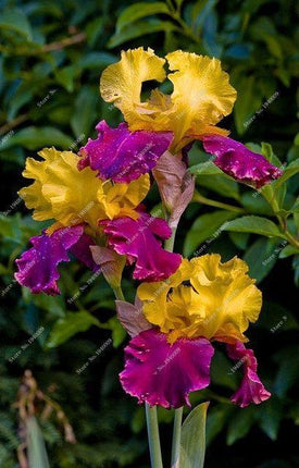 20 Iris Flower Seeds – Rare Mix of Exotic Colors - Seed World