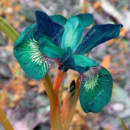 20 Iris Flower Seeds – Rare Mix of Exotic Colors - Seed World