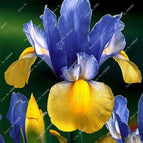 Dark Blue-Yellow