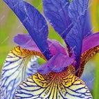 Yellow-Blue