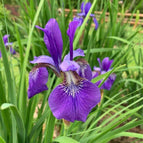 Purple Classic
