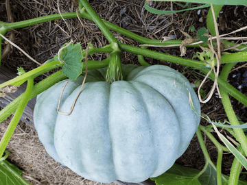 20 Jarrahdale Blue Pumpkin Seeds