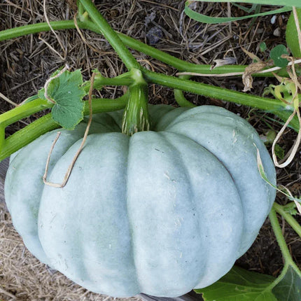 20 Jarrahdale Blue Pumpkin Seeds - Seed World