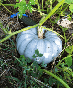 20 Jarrahdale Blue Pumpkin Seeds - Seed World
