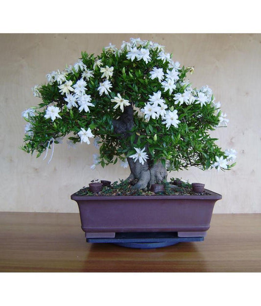 20 Jasmine Flower Seeds - Seed World