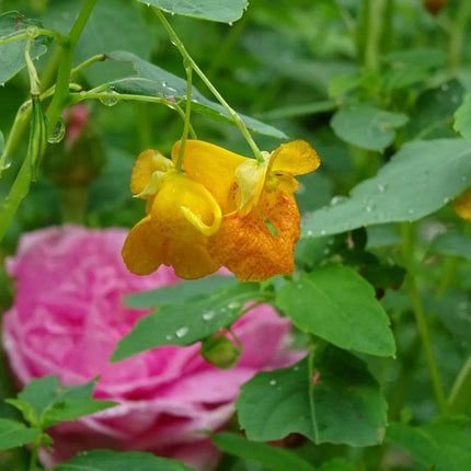 20 Jewelweed - Impatiens Capensis Seeds - Seed World