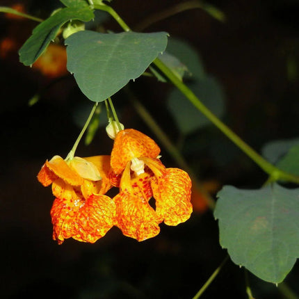 20 Jewelweed - Impatiens Capensis Seeds - Seed World