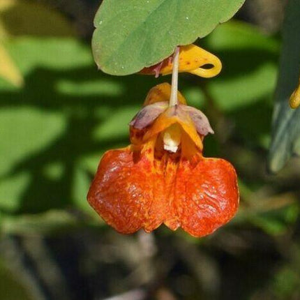 20 Jewelweed - Impatiens Capensis Seeds - Seed World