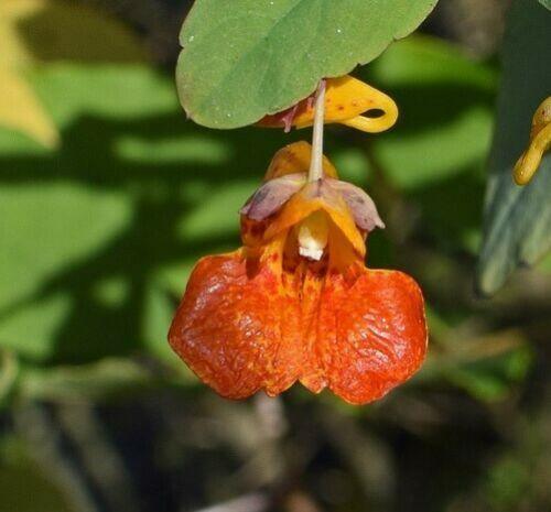 20 Jewelweed - Impatiens Capensis Seeds - Seed World