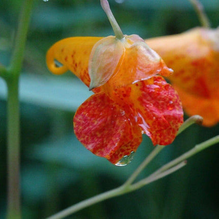 20 Jewelweed - Impatiens Capensis Seeds - Seed World