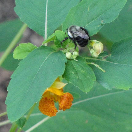 20 Jewelweed - Impatiens Capensis Seeds - Seed World