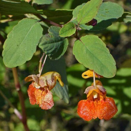 20 Jewelweed - Impatiens Capensis Seeds - Seed World