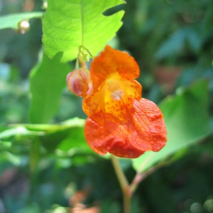 20 Jewelweed - Impatiens Capensis Seeds - Seed World