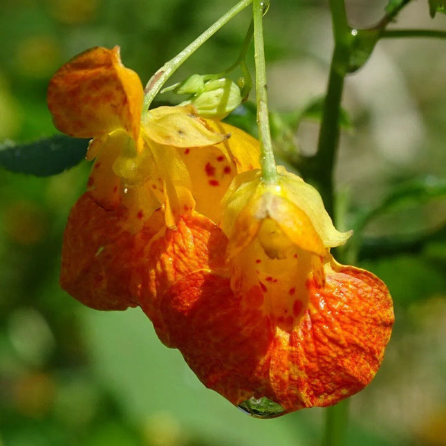 20 Jewelweed - Impatiens Capensis Seeds - Seed World