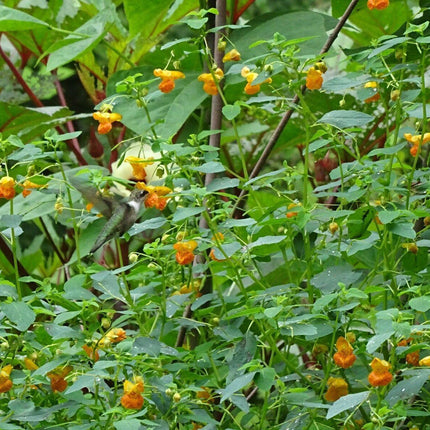 20 Jewelweed - Impatiens Capensis Seeds - Seed World