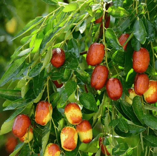 20 Jujube Fruit Tree Seeds - Seed World