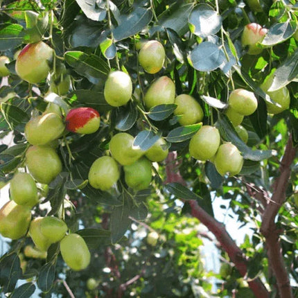 20 Jujube Fruit Tree Seeds - Seed World