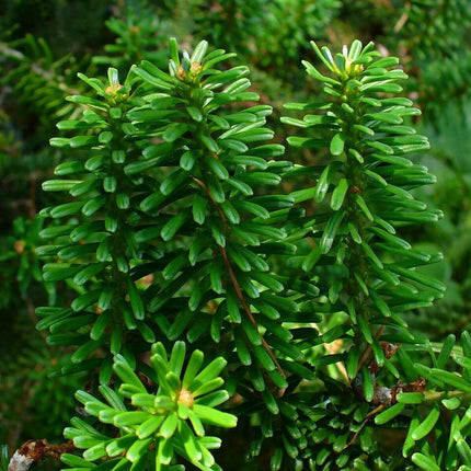 20 Korean Fir Tree (Abies Koreana) Seeds - Seed World