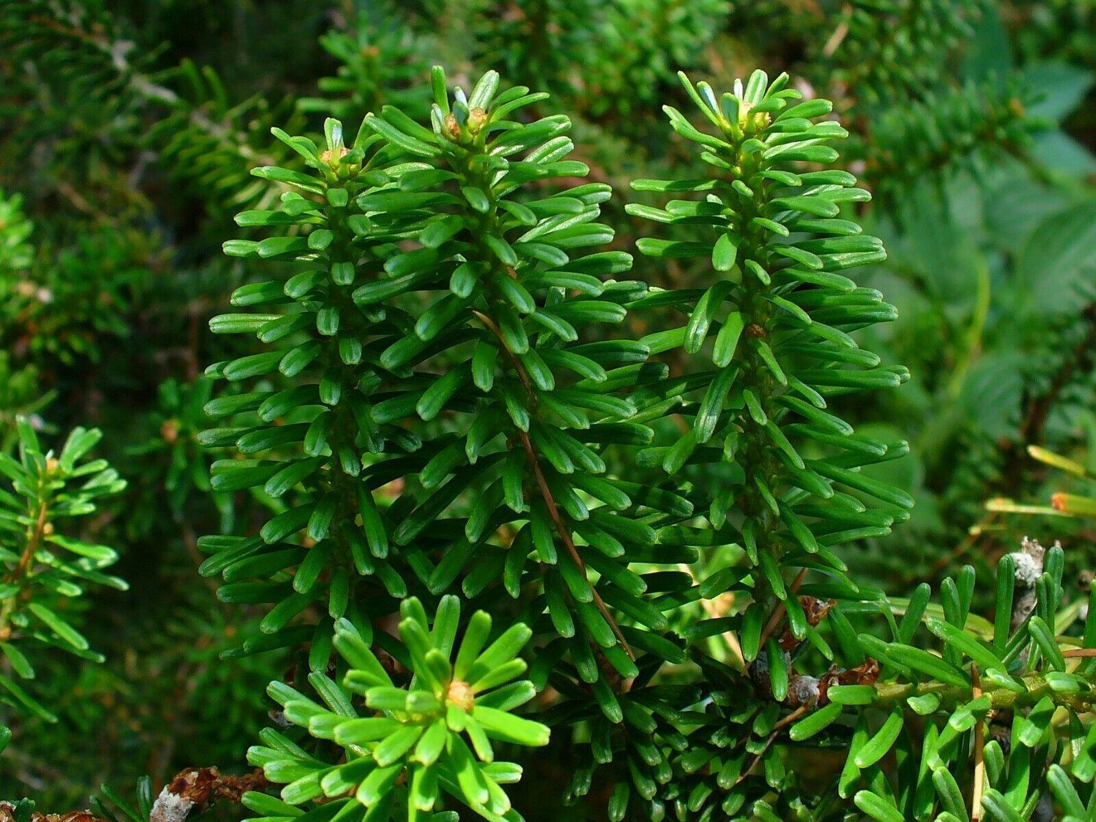 20 Korean Fir Tree (Abies Koreana) Seeds - Seed World
