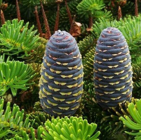 20 Korean Fir Tree (Abies Koreana) Seeds - Seed World