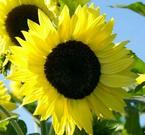 20 Lemon Queen Sunflower Seeds - Seed World