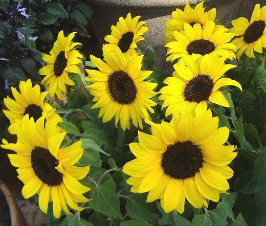 20 Lemon Queen Sunflower Seeds - Seed World