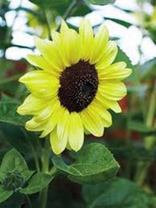 20 Lemon Queen Sunflower Seeds - Seed World