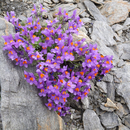 20 Linaria Alpina Seeds - Seed World
