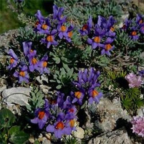 20 Linaria Alpina Seeds - Seed World