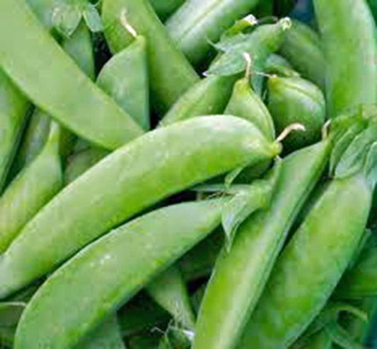 20+ Little Marvel Pea Seeds - Seed World