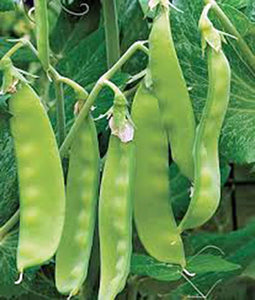 20+ Little Marvel Pea Seeds - Seed World