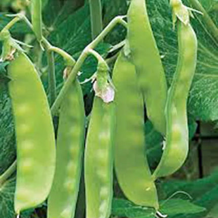 20+ Little Marvel Pea Seeds - Seed World