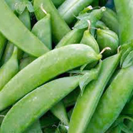 20+ Little Marvel Pea Seeds - Seed World