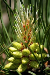 20 Loblolly Pine (Pinus Taeda) Seeds - Seed World