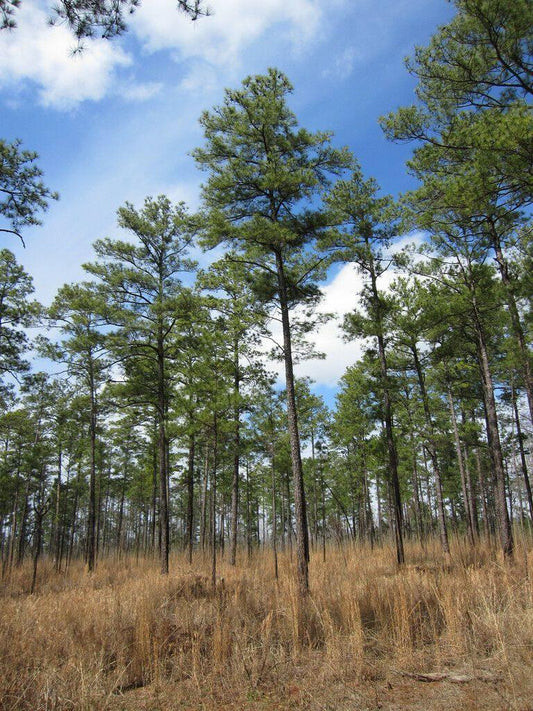 20 Loblolly Pine (Pinus Taeda) Seeds - Seed World