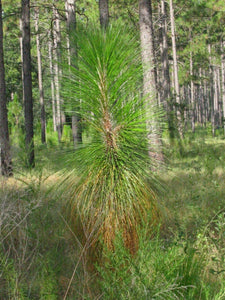 20 Longleaf Pine (Pinus Palustris) Seeds - Seed World